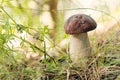 Boletus edulis mushroom growing in the forest close-up. Green grass and leaves, daylight, blurred background. Royalty Free Stock Photo