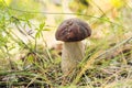 Boletus edulis mushroom growing in the forest close-up. Green grass and leaves, daylight, blurred background. Royalty Free Stock Photo