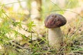 Boletus edulis mushroom growing in the forest close-up. Green grass and leaves, daylight, blurred background. Royalty Free Stock Photo