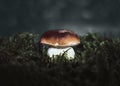 Boletus edulis mushroom in the moss on a dark background. Beautiful mushroom background. Penny bun, ceps, porcini in the forest