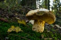 Boletus edulis mushroom in the natural forest Royalty Free Stock Photo