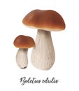 Boletus Edulis Mushroom on white background, natural food ingredient, realistic vector illustration