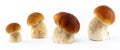 Boletus edulis mushrooms - isolated Royalty Free Stock Photo