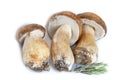 Boletus edulis mushrooms isolated on white with rosemary Royalty Free Stock Photo