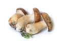 Boletus edulis mushrooms isolated on white with rosemary Royalty Free Stock Photo