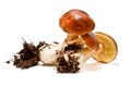 Boletus edulis mushrooms isolated on white Royalty Free Stock Photo