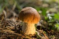 Boletus edulis. Penny bun, cep, porcino or porcini is a basidiomycete wild fungus. Brown mushroom, natural environment background. Royalty Free Stock Photo