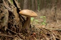 Boletus edulis - Tylopilus felleus poisonous mushroom Royalty Free Stock Photo