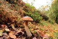 Boletus erythropus autumn mushroom growing in soil