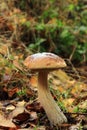 Boletus erythropus autumn mushroom growing in soil