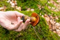 Boletus erythropus. Picking edible mushrooms in Germany