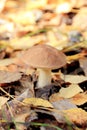 Boletus among the fallen yellow leaves Royalty Free Stock Photo