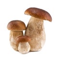 Boletus family Royalty Free Stock Photo