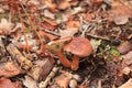 Boletus ferrugineus in the woods