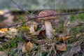 Lonely boletus hid in the foliage