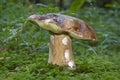 Boletus in a forest clearing