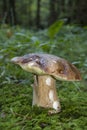 Boletus in a forest clearing