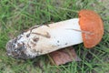 Boletus on the grass.