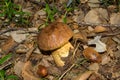 Boletus impolitus Royalty Free Stock Photo