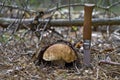 Boletus with knife in forest. Edible mushroom. Porcini on moss Royalty Free Stock Photo