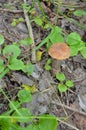 Boletus. Leccinum. Orange-cap boletus.