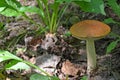 Boletus. Leccinum. Orange-cap boletus.