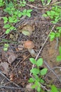 Boletus. Leccinum. Orange-cap boletus.