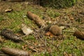 Boletus luridiformis, edible mushroom