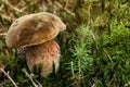 Boletus luridiformis Royalty Free Stock Photo