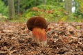 Boletus luridiformis