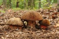 Boletus luridiformis