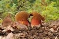 Boletus luridiformis fungus, known as the dotted stem bolete