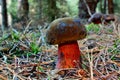 Boletus luridiformis mushroom Royalty Free Stock Photo