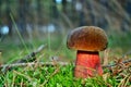 Boletus luridiformis mushroom