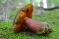 Boletus luridiformis Royalty Free Stock Photo