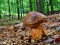 Boletus luridiformis mushroom Royalty Free Stock Photo