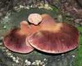 Boletus luridiformis mushroom Royalty Free Stock Photo