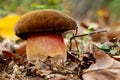 Boletus luridus Suillellus luridus close-up shot of forest mushroom