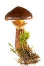 Boletus luteus