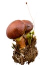 Boletus luteus