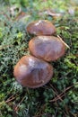 Boletus luteus Royalty Free Stock Photo