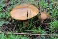 Boletus luteus Royalty Free Stock Photo