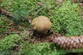 Boletus mushroom Royalty Free Stock Photo