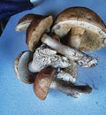 Boletus mashrooms on a blue background ready for cooking