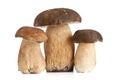 Boletus mushroom