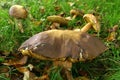 Boletus mushroom