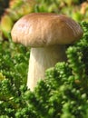 Boletus mushroom Royalty Free Stock Photo