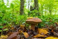 A boletus mushroom in an autumn forest Royalty Free Stock Photo