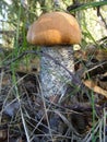 Boletus