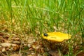 A boletus mushroom with a beetle on a hat in green grass Royalty Free Stock Photo